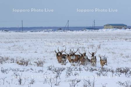 野付半島の雪原移動の牡鹿の群れ