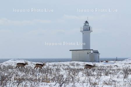竜神岬灯台と牡鹿