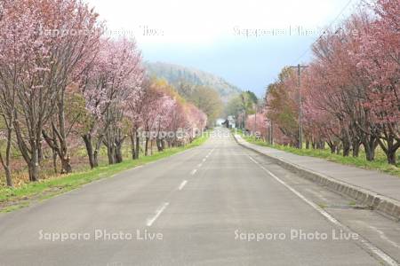 和琴半島に続く桜並木