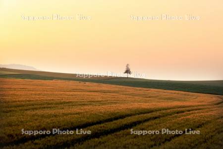 丘の麦畑と一本木