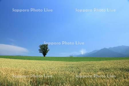 麦畑とポプラの木