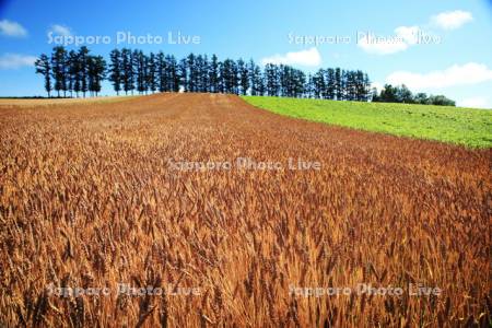 丘の赤い麦畑
