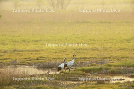 湿原で丹頂鶴の子育て