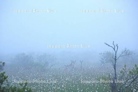 朝霧のワタスゲ湿原にエゾシカ