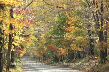 屈斜路湖畔の林道と紅葉