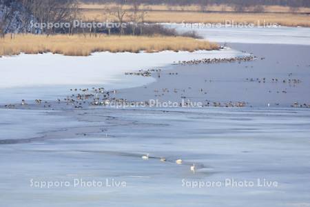 結氷の湖面に渡り鳥の群れ
