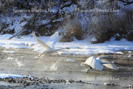 極寒の釧路川と白鳥