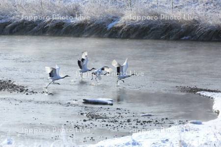 霧氷の釧路川とタンチョウ鶴