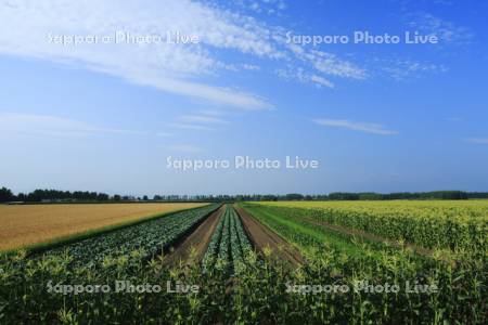 トウモロコシ畑と麦畑