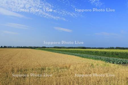 麦畑とトウモロコシ畑