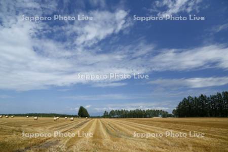 収穫後の麦畑
