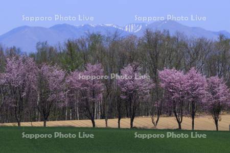 桜と畑