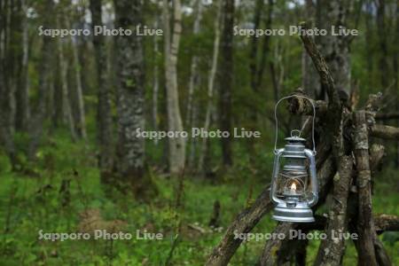 雑木林とランプ