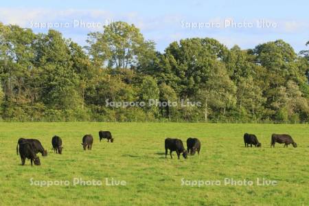 牛と牧草地