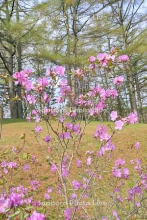 エゾムラサキツツジの花