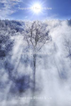 霧氷と森