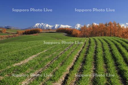 秋の麦畑と山並み