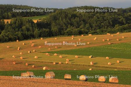 麦わらロールと牧草ロール