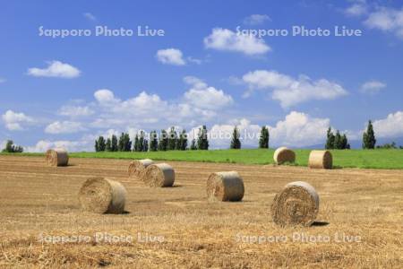 麦わらロールとポプラ並木