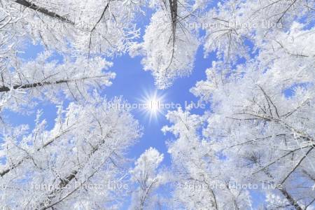 樹氷と太陽