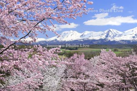 桜の深山峠と十勝岳連峰