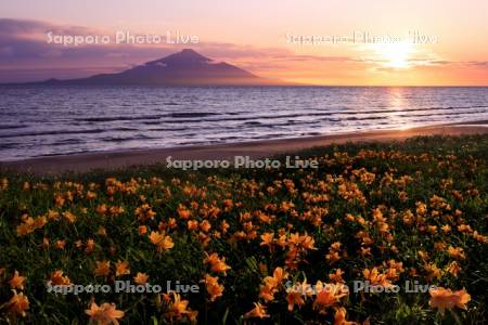 夕日の利尻山とエゾカンゾウの花