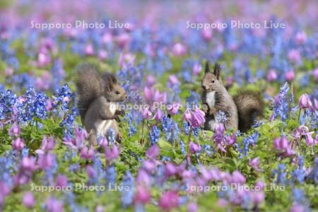 二匹のエゾリスと花畑　エゾエンゴサク・カタクリ