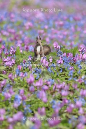 二匹のエゾリスと花畑　エゾエンゴサク・カタクリ