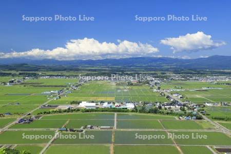 東川町の水田