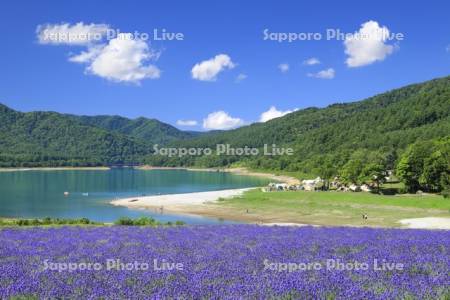 かなやま湖キャンプ場とラベンダー