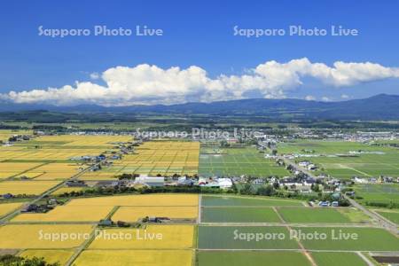 夏と秋の水田　合成