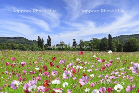 大曲湖畔園地コスモスの花畑と秋の空