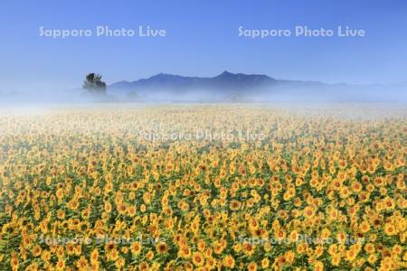ヒマワリと朝霧