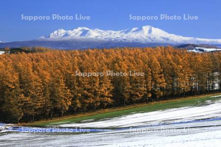 晩秋のカラマツと旭岳