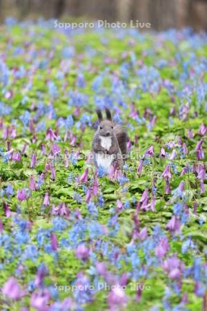 春の花畑とエゾリス