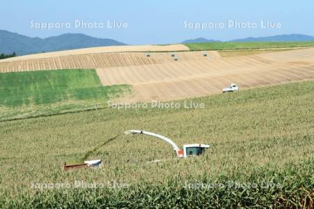 デントコーン畑