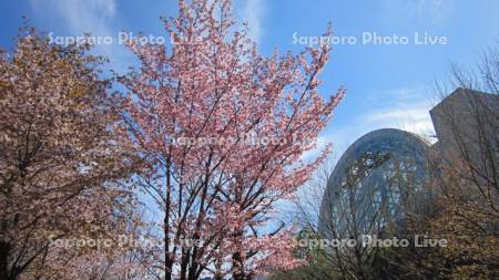 桜とサッポロファクトリー