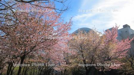 桜とサッポロファクトリー