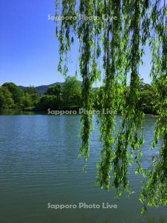 中島公園菖蒲池から藻岩山