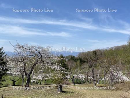 東明公園から桜とクマネシリ、ピンネシリ