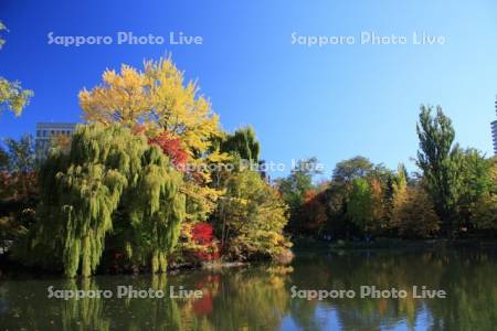 中島公園　菖蒲池