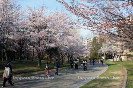 桜咲く中島公園