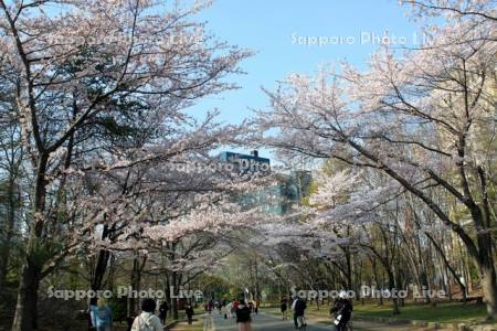 桜咲く中島公園