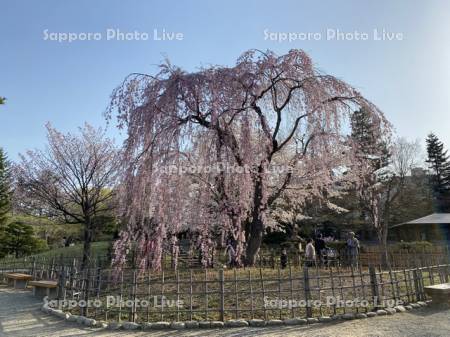 桜咲く中島公園 日本庭園のしだれ桜