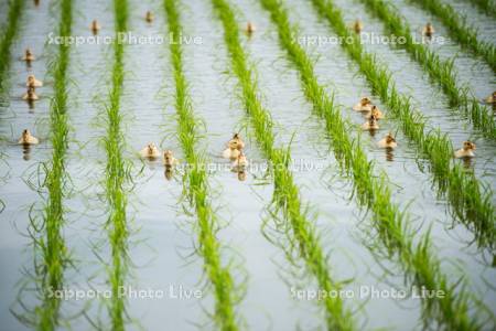 合鴨農法の水田