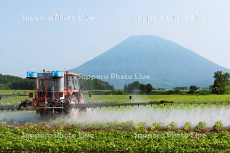 大豆畑の消毒