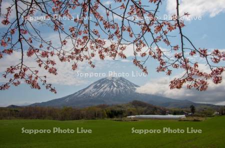 桜と羊蹄山
