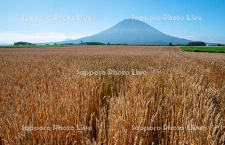 羊蹄山と大麦畑