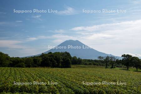 羊蹄山と大豆畑