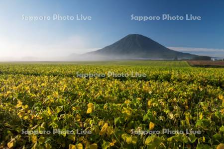 朝霧の小豆畑と羊蹄山